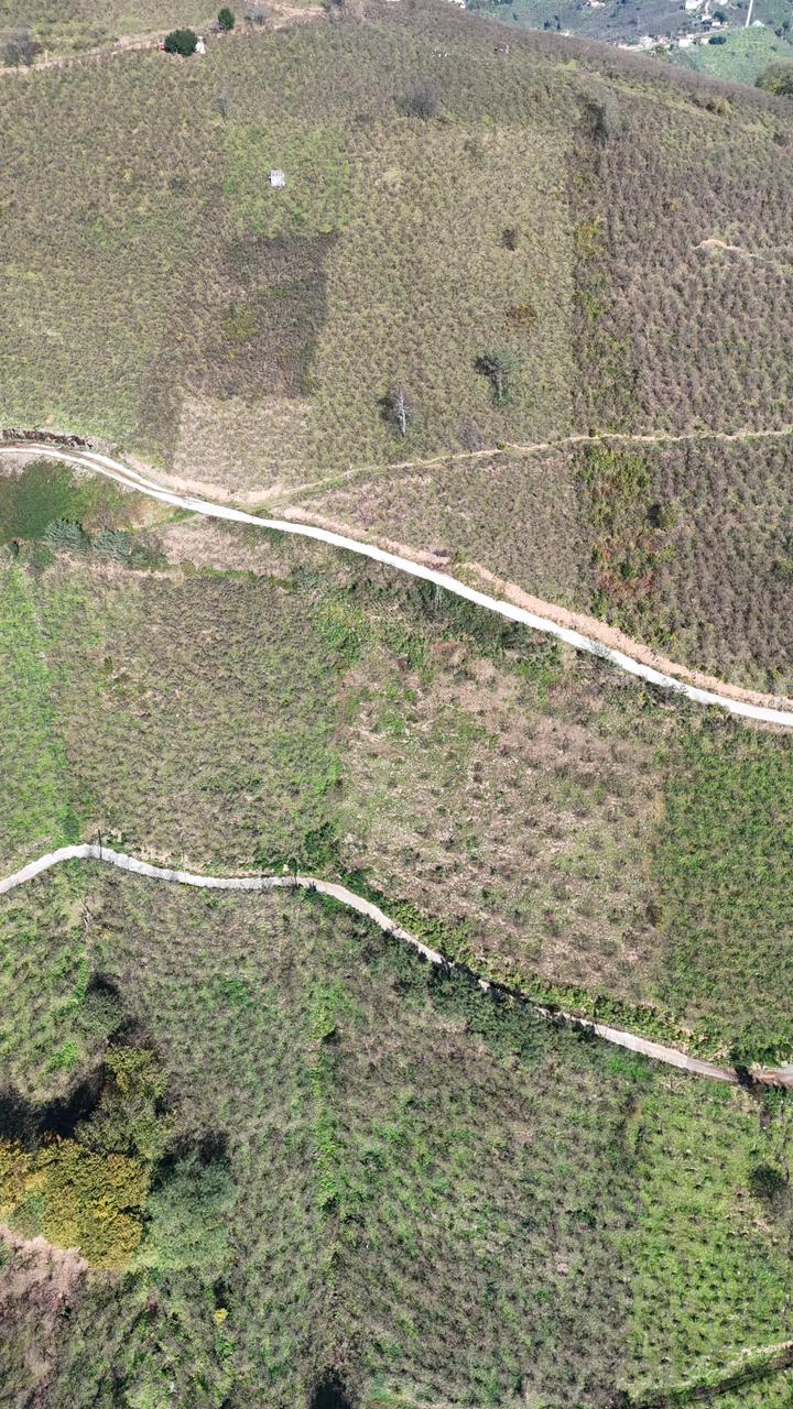 MABEL GAYRİMENKUL-ŞEYHMUSA KÖYÜ FIRSAT FINDIK BAHÇESİ